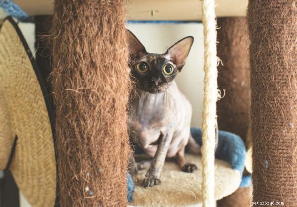 Decode Your Cat’s Body Language: Expert Guide to Spotting Comfort and Anxiety