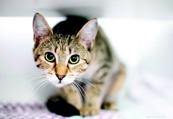 Decode Your Cat’s Body Language: Expert Guide to Spotting Comfort and Anxiety