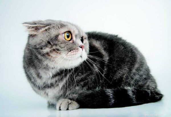 Decode Your Cat’s Body Language: Expert Guide to Spotting Comfort and Anxiety