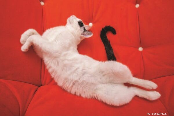 Your Comprehensive Guide to Cats’ Halloween Antics