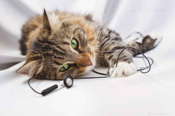 Supporting Cats with Fears and Phobias: Expert Guidance