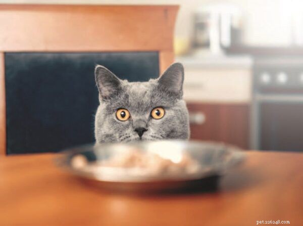 Your Comprehensive Guide to Cats’ Halloween Antics