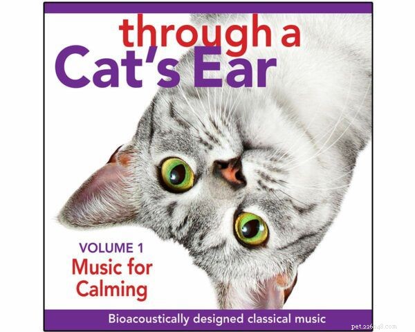 Supporting Cats with Fears and Phobias: Expert Guidance
