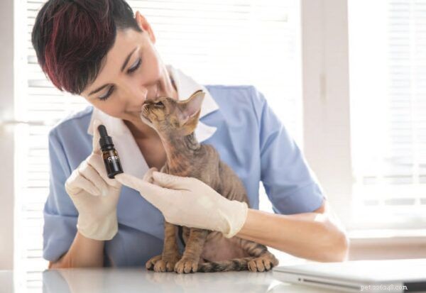 Supporting Cats with Fears and Phobias: Expert Guidance