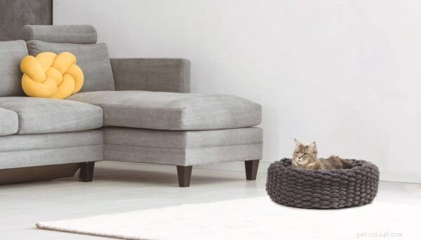 Supporting Cats with Fears and Phobias: Expert Guidance