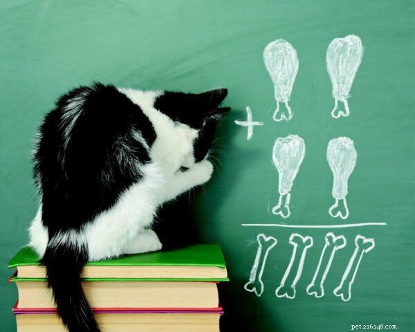 9 Fascinating Ways Humans and Cats Share Biological and Psychological Traits