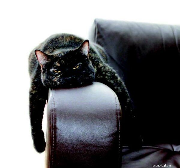 9 Fascinating Ways Humans and Cats Share Biological and Psychological Traits