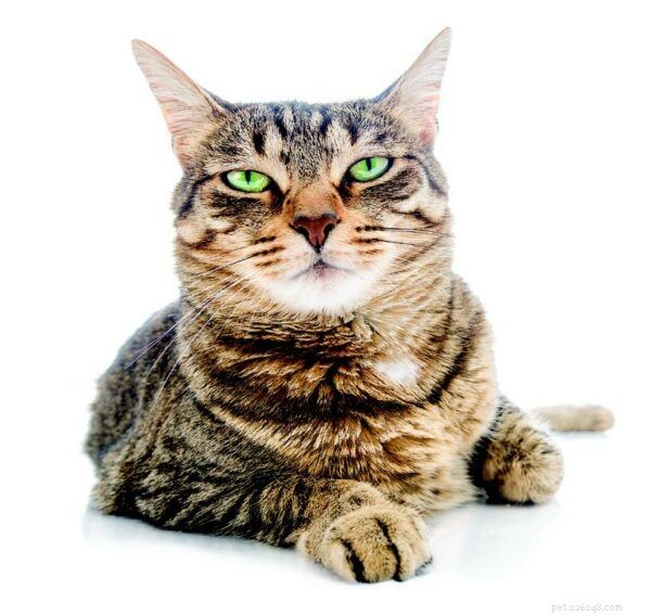 9 Fascinating Ways Humans and Cats Share Biological and Psychological Traits