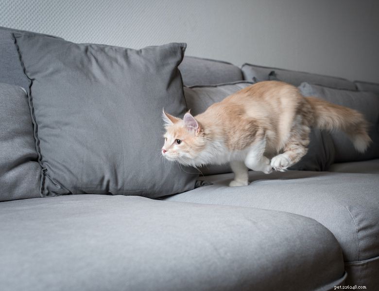 Let Your Cat Hunt for Food: A Natural Way to Exercise, Enrich, and Bond
