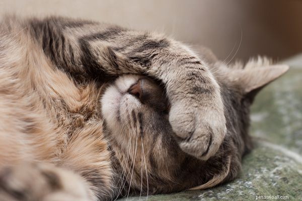 5 Proven Reasons Your Cat Feels Hungry All the Time