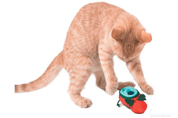 The Correct Way to Feed Your Cat: Avoiding Common Mistakes