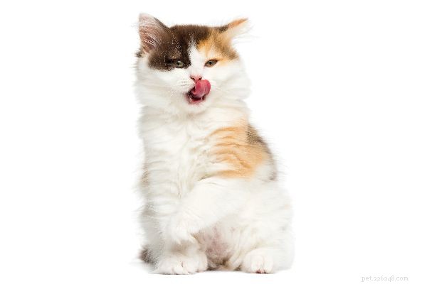 Why Domestic Cats Must Eat Meat: The Science Behind Their Carnivore Nature