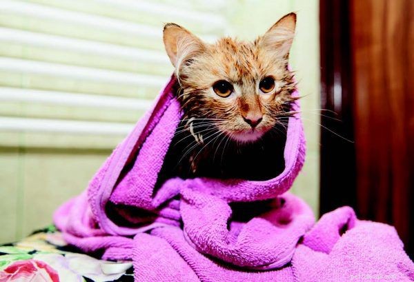 Winning the Flea War: Proven Tactics to Protect Your Cats