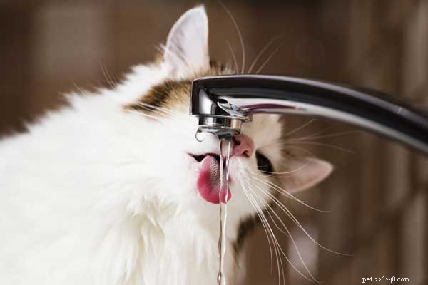 10 Proven Strategies to Encourage Your Cat to Hydrate Adequately