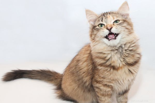 11 Critical Cat Emergencies That Demand Immediate Veterinary Care