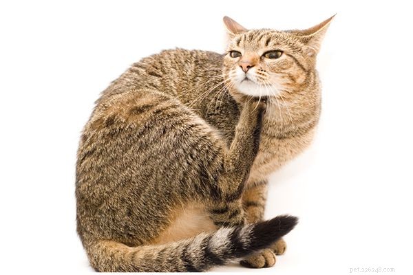 Cat Scabs Explained: Causes, Diagnosis, and Treatment Guide