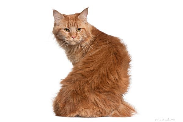 Four Key Indicators: How Your Cat’s Posterior Reveals Their Health