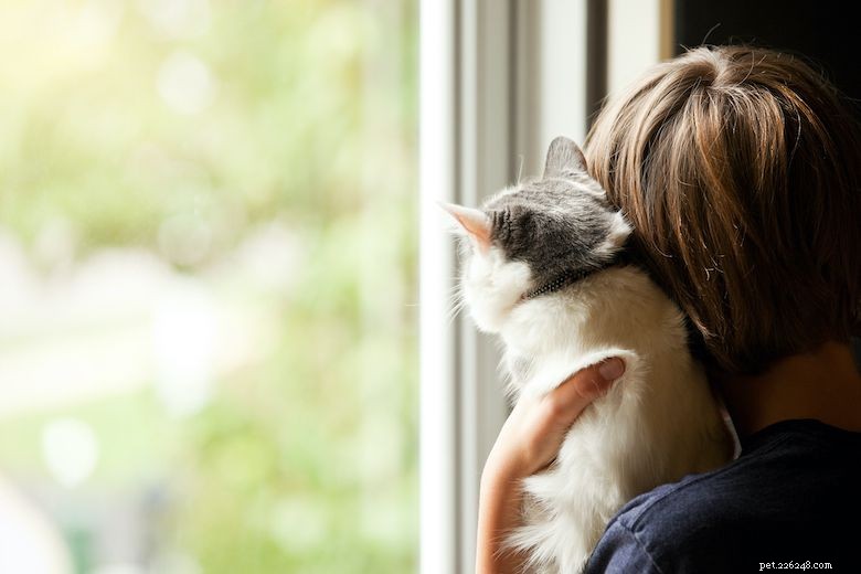 Is Your Cat Experiencing Stress? Recognize the Signs and Take Action
