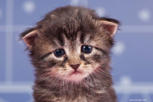 Understanding Watery Cat Eyes: Causes, Symptoms, and When to See a Vet