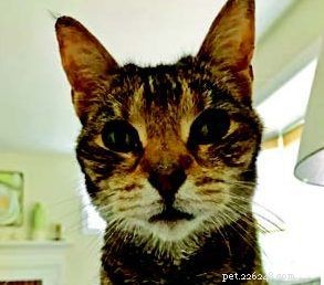 From Shy to Loving: Our Journey with 3‑Month‑Old Foster Kittens