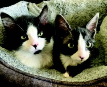 From Shy to Loving: Our Journey with 3‑Month‑Old Foster Kittens