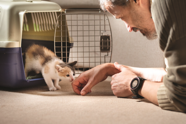 Save a Life: Foster a Kitten Today