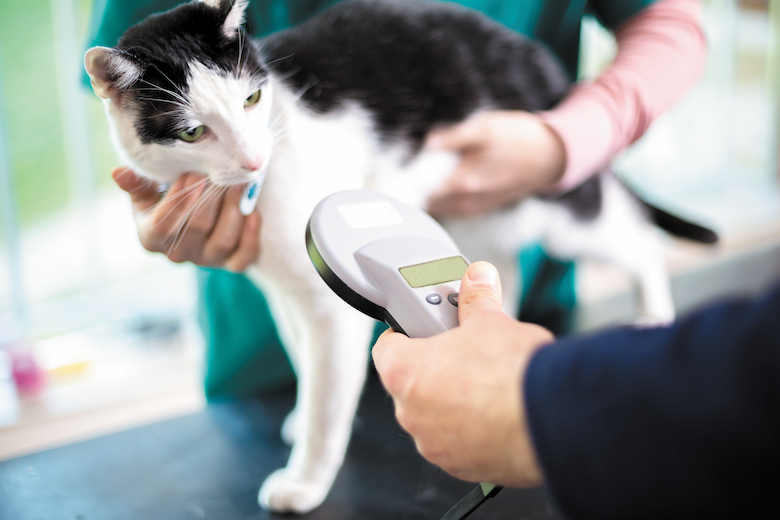 Essential Checklist for Welcoming a New Cat