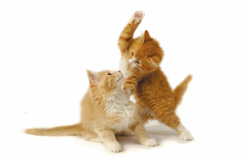 Choosing the Ideal Cat: A Guide to Matching Your Family’s Lifestyle