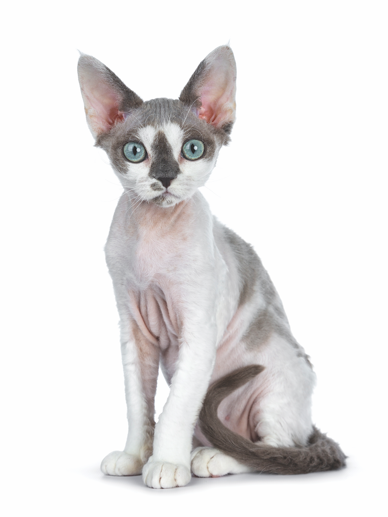 Choosing the Ideal Cat: A Guide to Matching Your Family’s Lifestyle