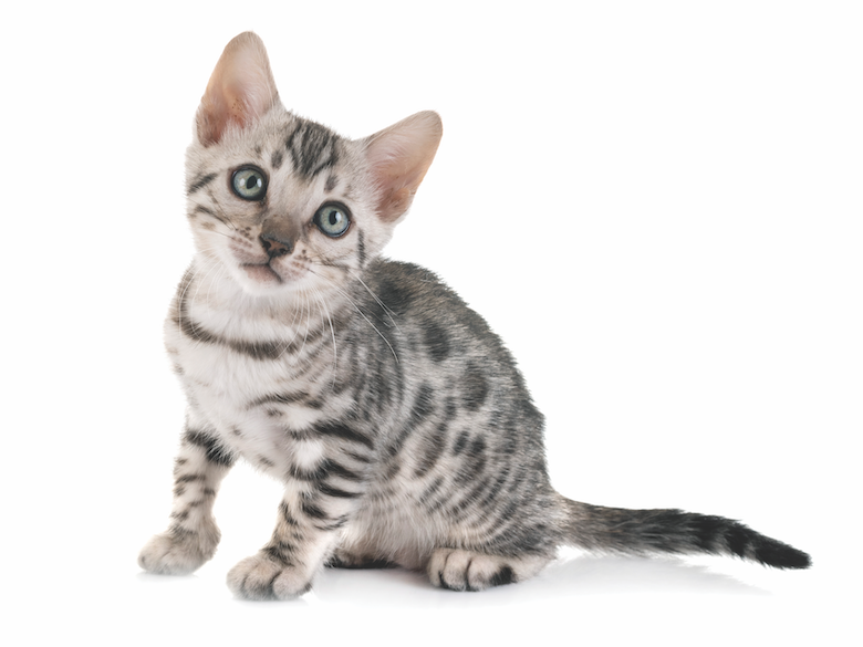 Choosing the Ideal Cat: A Guide to Matching Your Family’s Lifestyle