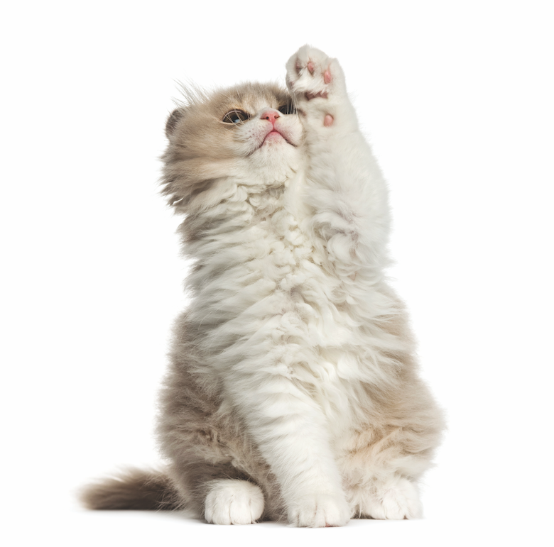 Choosing the Ideal Cat: A Guide to Matching Your Family’s Lifestyle