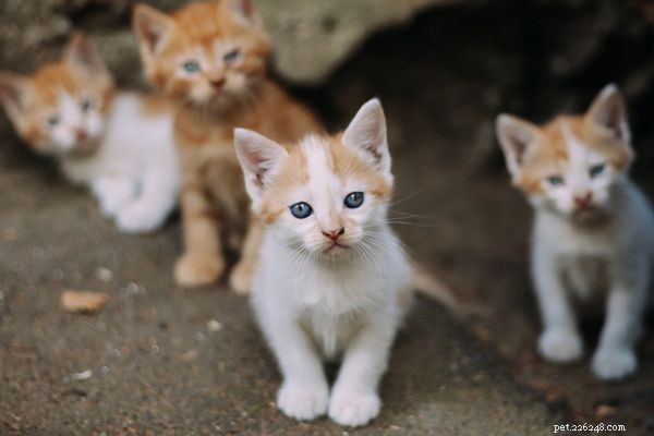 What to Do When You Find a Stray Kitten: A Practical Guide