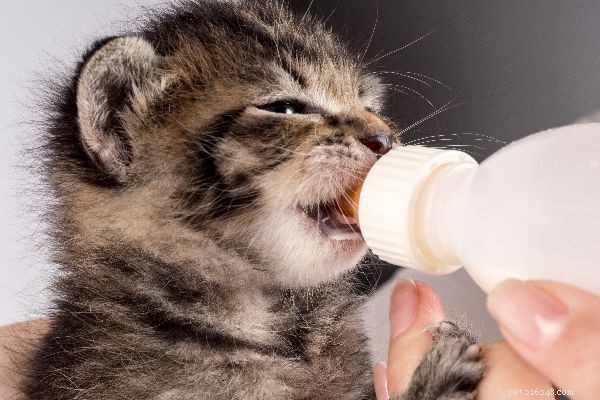 What to Do When You Find a Stray Kitten: A Practical Guide