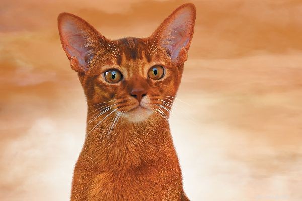 Abyssinian Cats: Energetic, Intelligent, and Height‑Loving Companions
