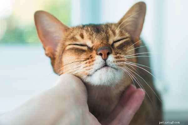 Abyssinian Cats: Energetic, Intelligent, and Height‑Loving Companions