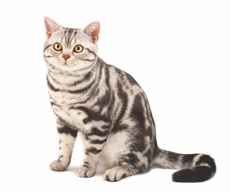 American Shorthair: The Friendly, Classic Cat You’ll Love