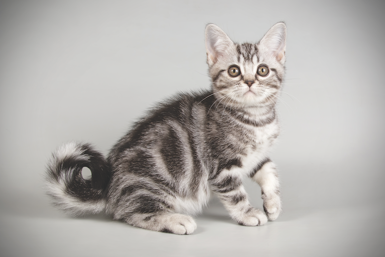 American Shorthair: The Friendly, Classic Cat You’ll Love