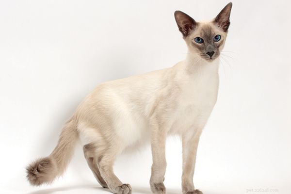 Balinese Cats: Elegant, Silky, and Graceful Companions