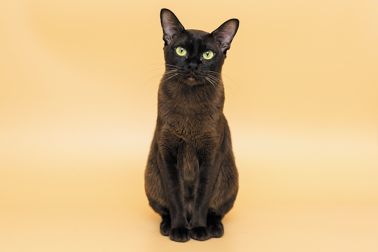 Burmese Cats: Charming, Intelligent, and Unforgettable Companions