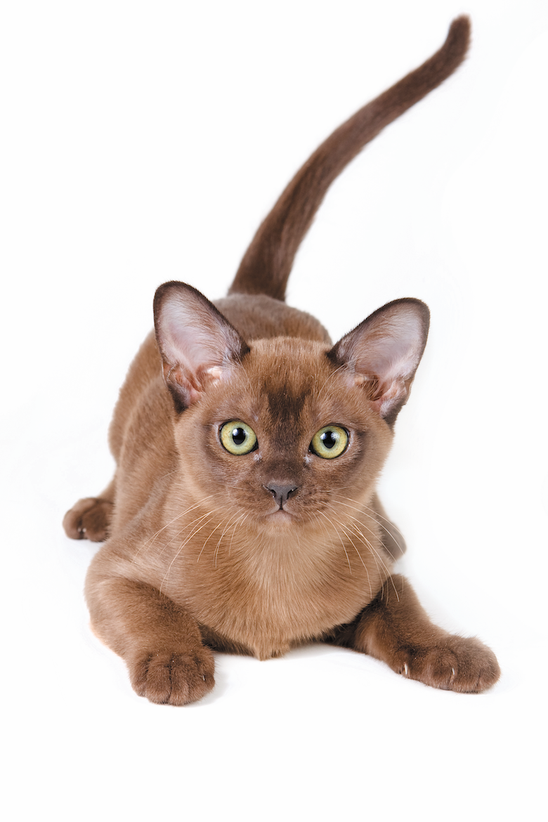Burmese Cats: Charming, Intelligent, and Unforgettable Companions