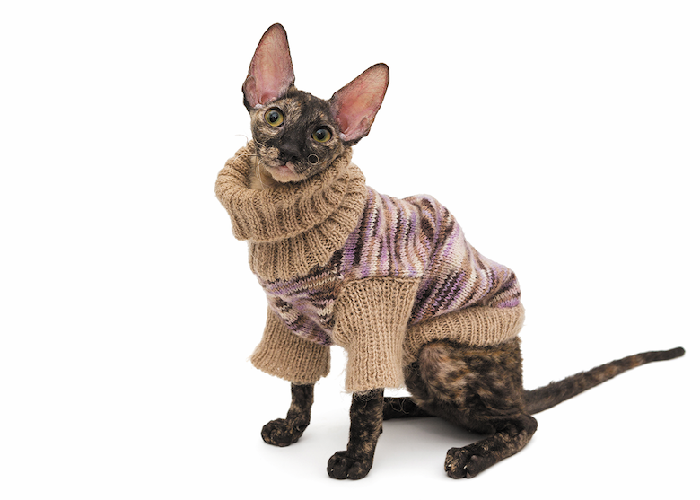 Cornish Rex: The Curly‑Cuddly Cat with a Charismatic Personality