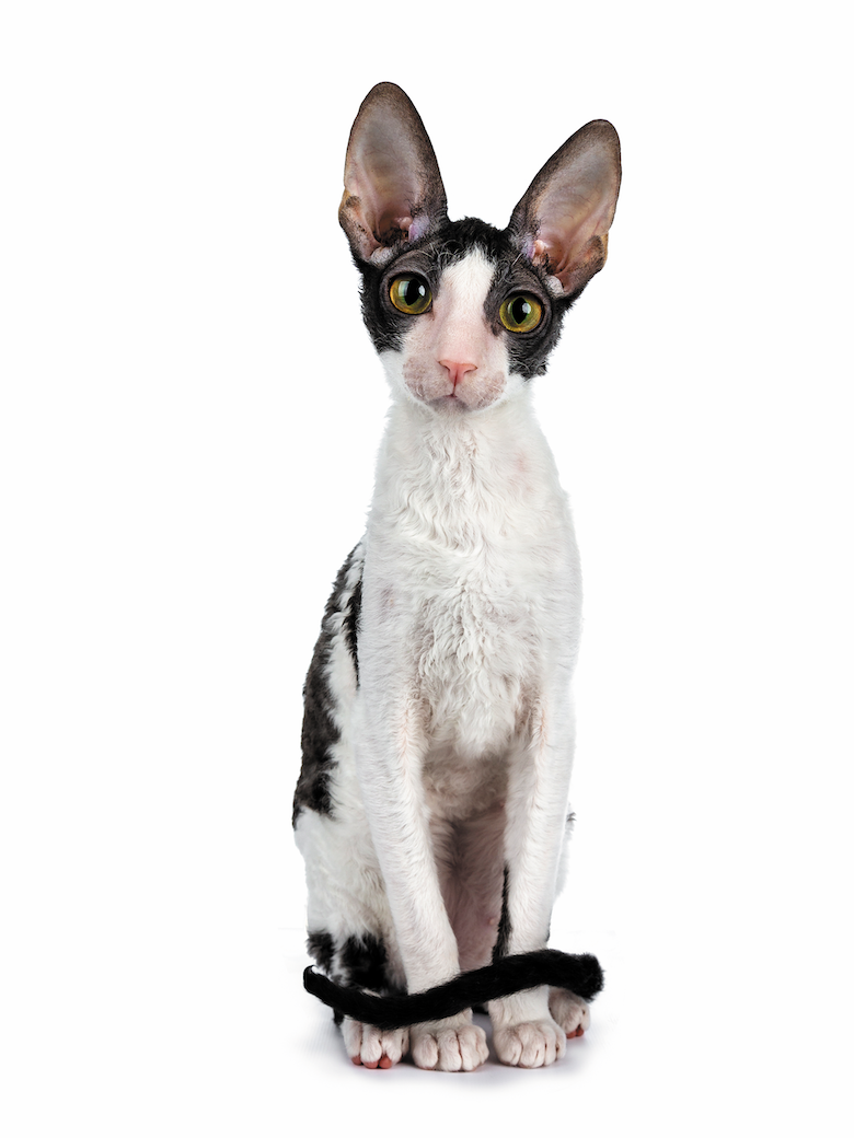 Cornish Rex: The Curly‑Cuddly Cat with a Charismatic Personality