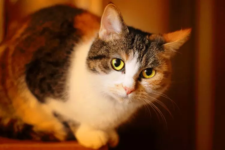 How to Seamlessly Introduce a New Kitten to Your Resident Cat: Expert Tips