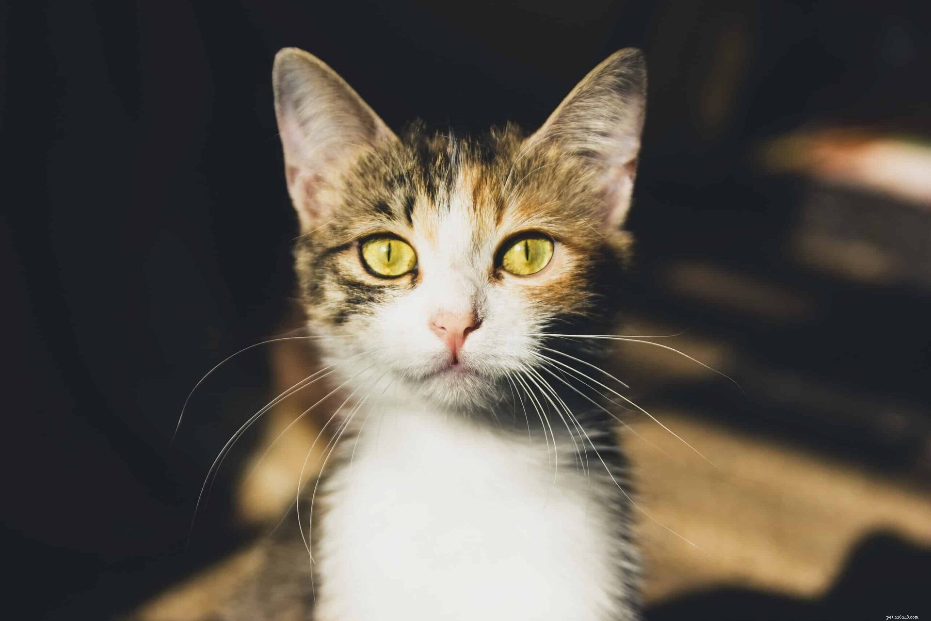 How to Seamlessly Introduce a New Kitten to Your Resident Cat: Expert Tips