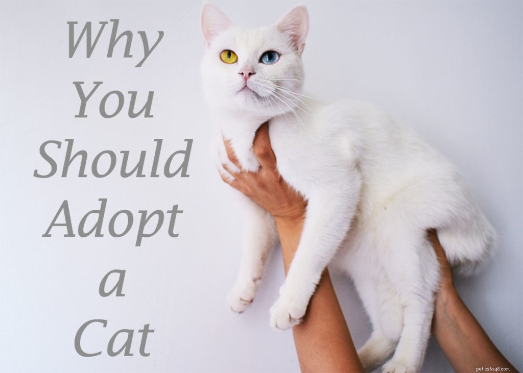 Why Adopting a Cat Is the Best Choice for You and the World