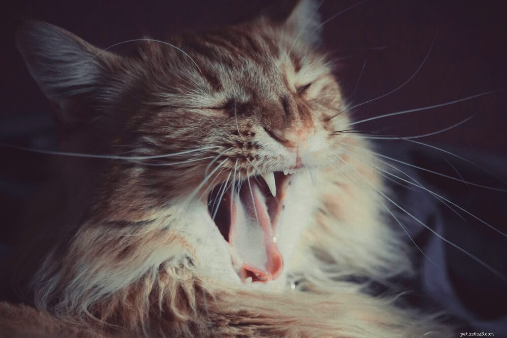 Pet Allergies Explained: Symptoms, Causes, and Effective Management Strategies