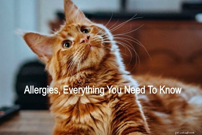 Pet Allergies Explained: Symptoms, Causes, and Effective Management Strategies