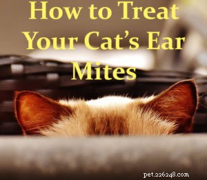 Ear Mites in Cats: Symptoms, Causes, and Effective Treatments