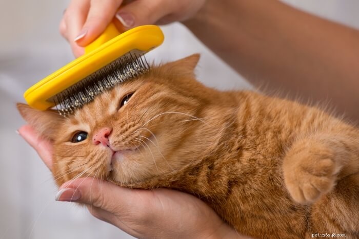 Eliminate Cat Dandruff: A Vet‑Approved Guide to Healthy Skin