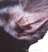 Ear Mites in Cats: Symptoms, Causes, and Effective Treatments